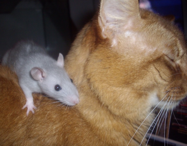 Rats et chats ...  quel chat ? 00315