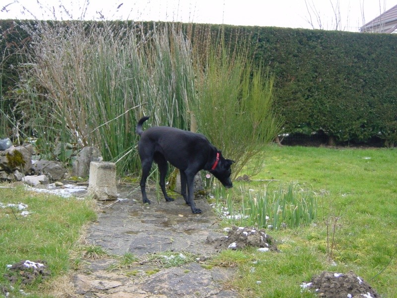 ADOPTEE - à classer: Folie, croisée lévrier 4 ans 83 - Page 2 Visite10