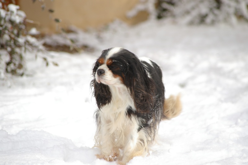 Photos en vrac Epagneul Phalène, Berger Allemand, Cavalier King Charles et autres... Bimbo10