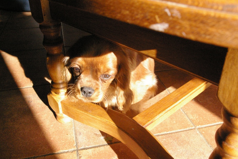 Le quotidien de nos chiens en photos Camouf10