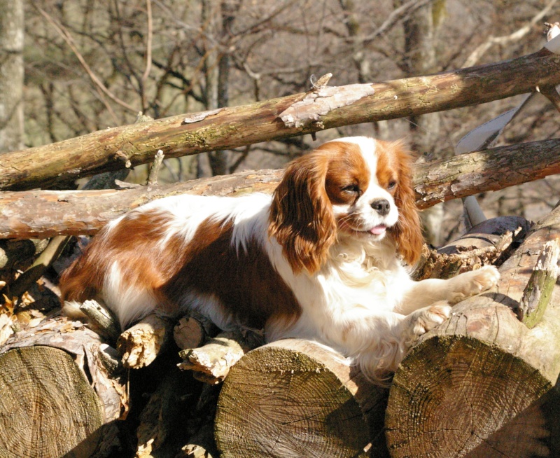 Cavaliers king charles en vadrouille Easy10