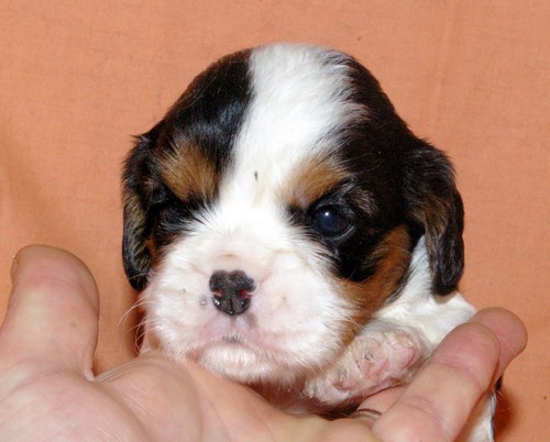 Chiots Cavaliers king charles pour bientôt - Page 3 Femell12