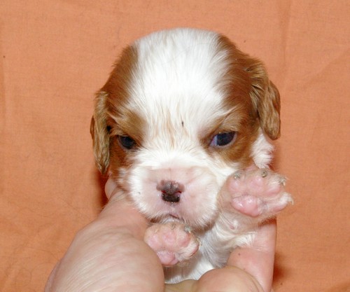 Chiots Cavaliers king charles pour bientôt - Page 3 Femell13