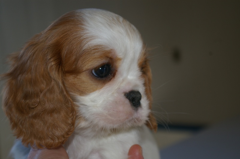 Mes filles "adoptives" Cavalier King Charles Fidji10