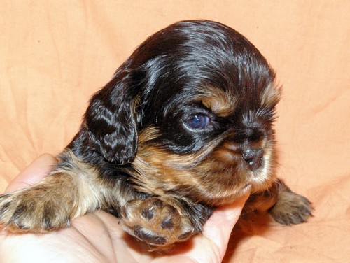 Chiots Cavaliers king charles pour bientôt - Page 3 Maleno13