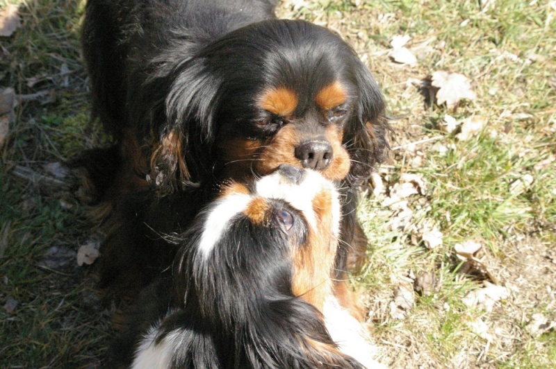 Cavaliers king charles en vadrouille On_s_a11