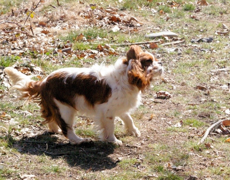 Cavaliers king charles en vadrouille Renver10