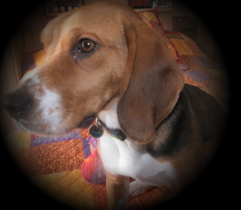DAISY beagle de 3 ans association GALIA (85) Daisy_15