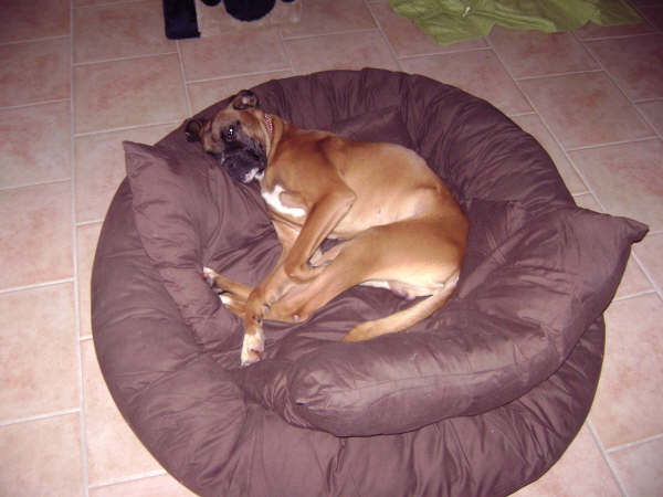 barok x boxer +ou- 4 ans Dsc03510