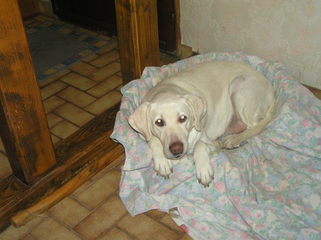 Perle,Labrador femelle,10 ans,venez a son secours! Perle210