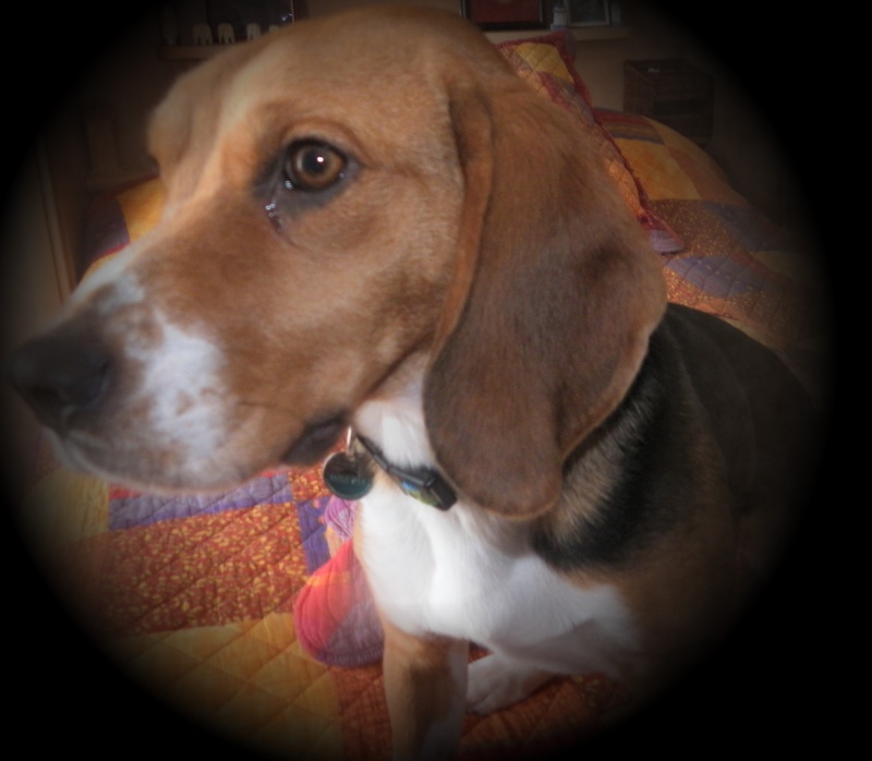 DAISY beagle femelle 5 ans association GALIA (85) Sam_0210