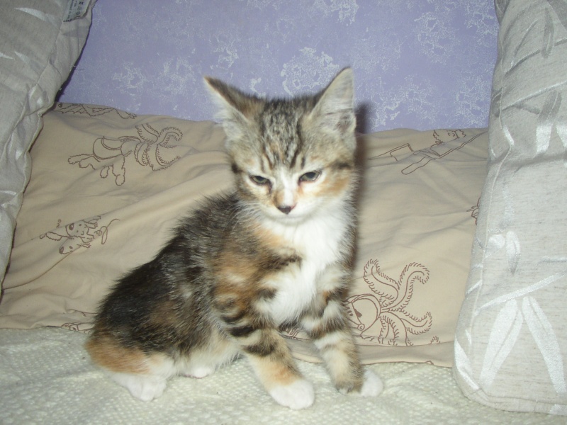 Mini-Miss, Chipie, Chrie, Oscar et Tigrou adorables chatons  adopter (64) P1010026