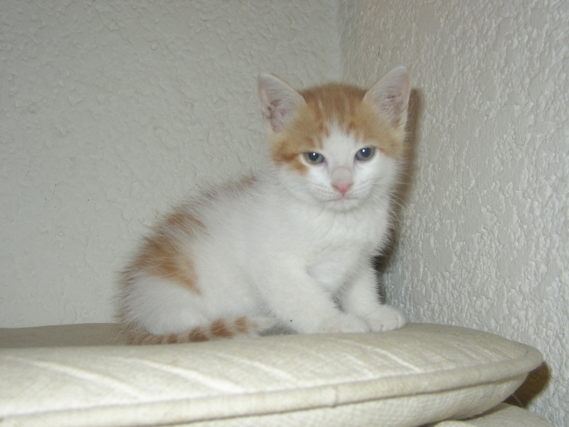 Mini-Miss, Chipie, Chrie, Oscar et Tigrou adorables chatons  adopter (64) P1010157