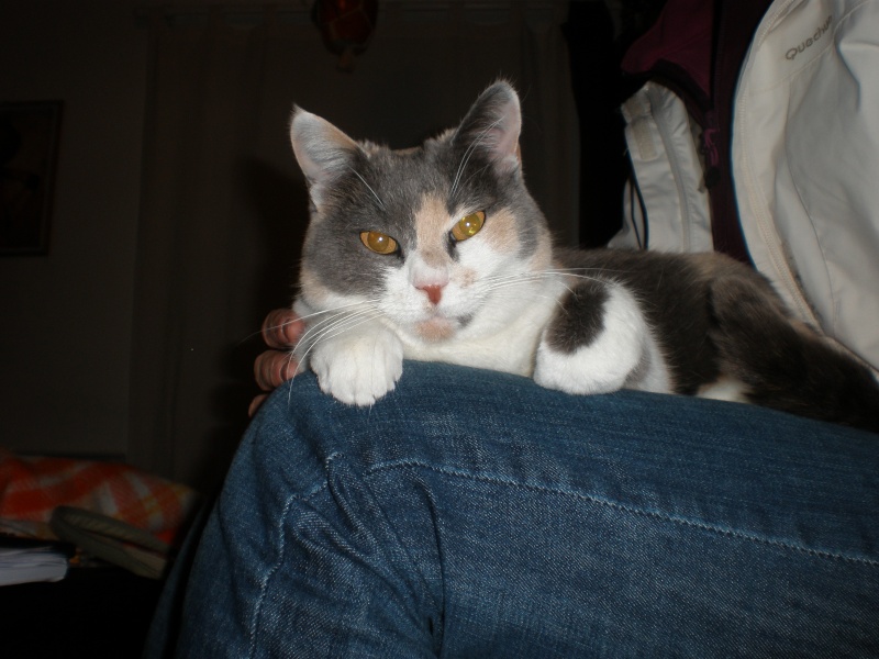Pinkie, jolie chatte tricolore de 8 ans, cherche foyer, Pau (64) ADOPTEE P3070011