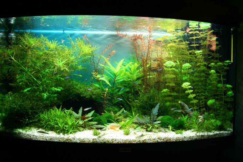 [VEND] Aquarium juwel 180 complet Img_0322