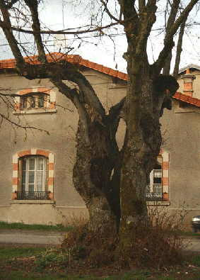 Sourcellerie et géobiologie par observation Fendu_10