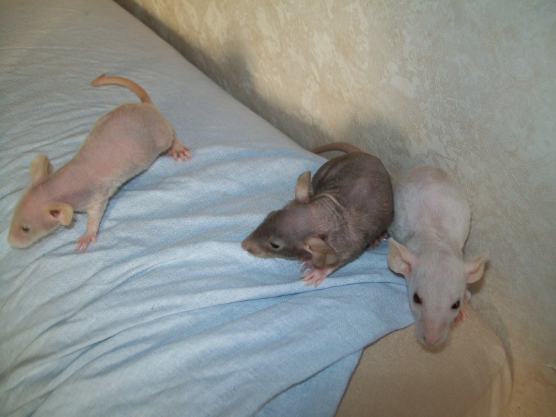 [27] Rats nus nés le 12 janvier 2009 - Page 6 100_0417