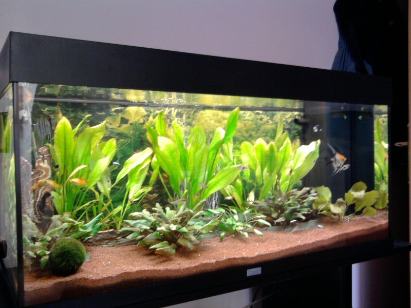 Les aquariums de Blade4Life! Photo044