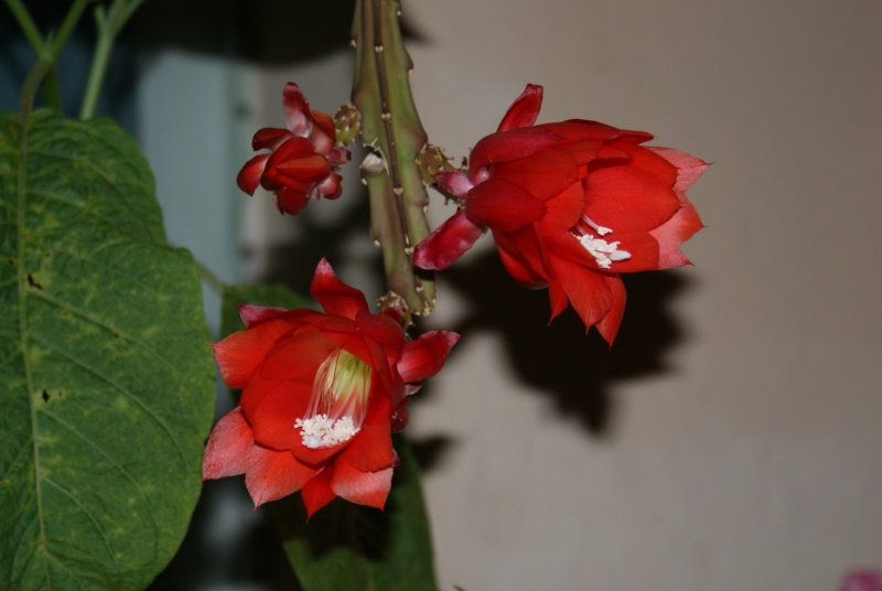 Epiphyllum et les Schlumbergera? Dsc01310