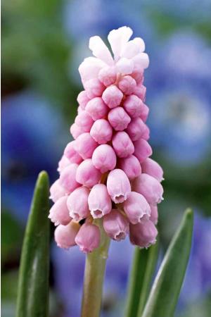 Muscari blancs!! Muscar10