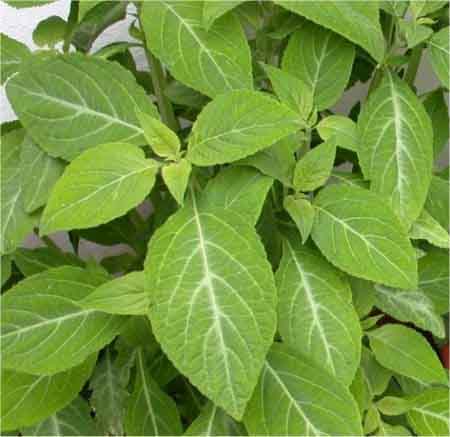 Salvia divinorum  Salvia10