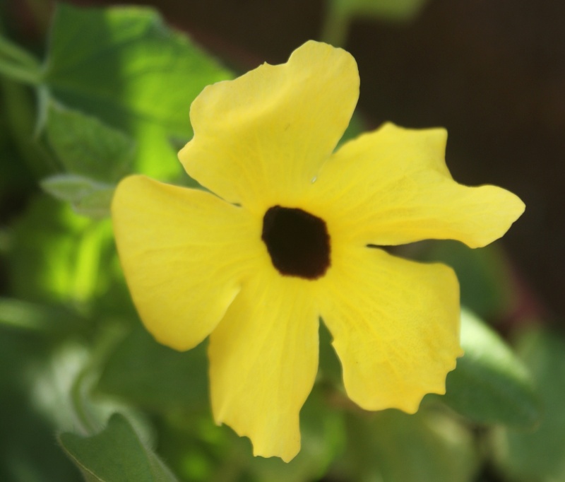 Suzanne aux yeux noirs / Thunbergia alata Thumbe10