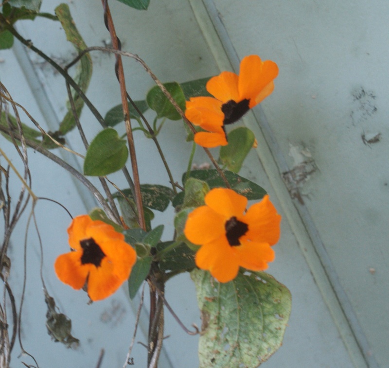 Suzanne aux yeux noirs / Thunbergia alata Thumbe13