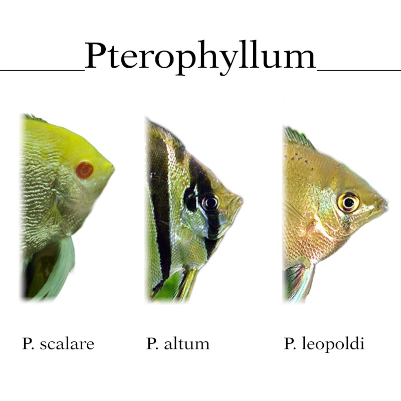 Le Genre Pterophyllum Pterop10