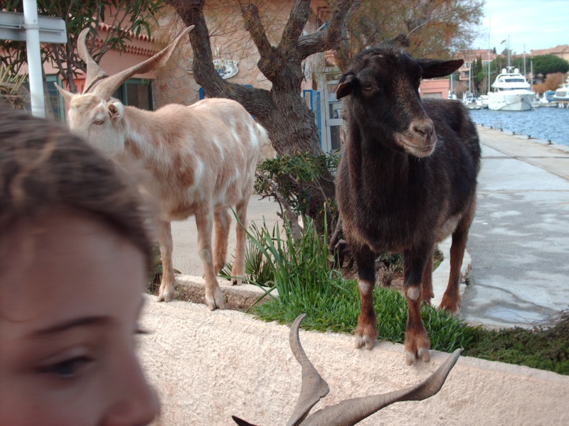 Les animaux dans toute leur splendeur Photo_16