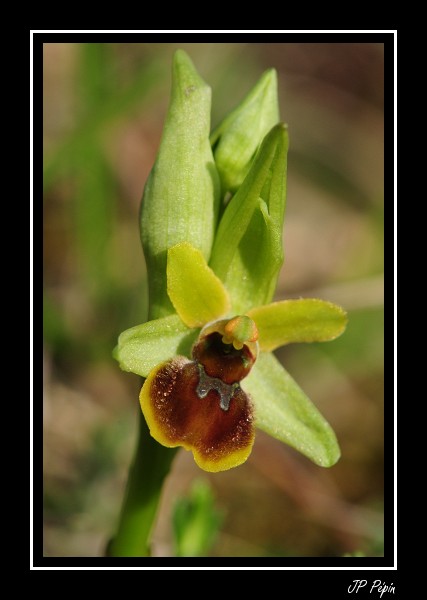 Ophrys litigiosa ( araneola ) Dsc_0311