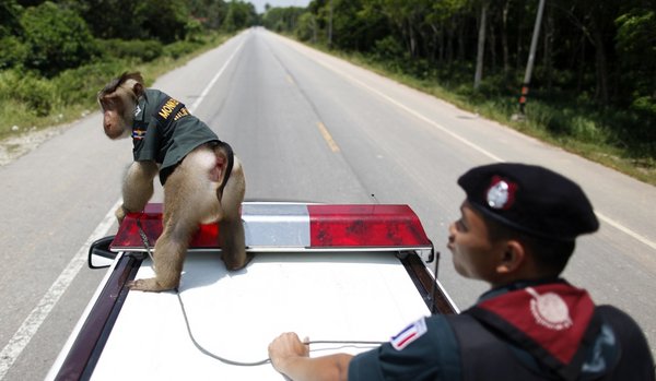 Santisuk, le singe policier thailandais Femell10