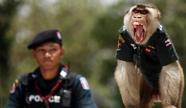 Santisuk, le singe policier thailandais Montre10