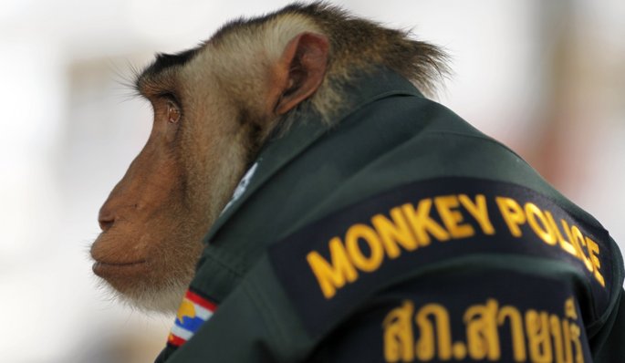 Santisuk, le singe policier thailandais Singe-10