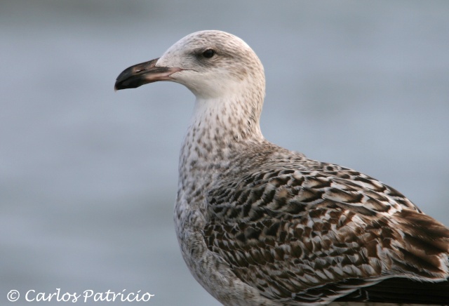 Preciso de ajuda....Larus marinus??? Img_0111