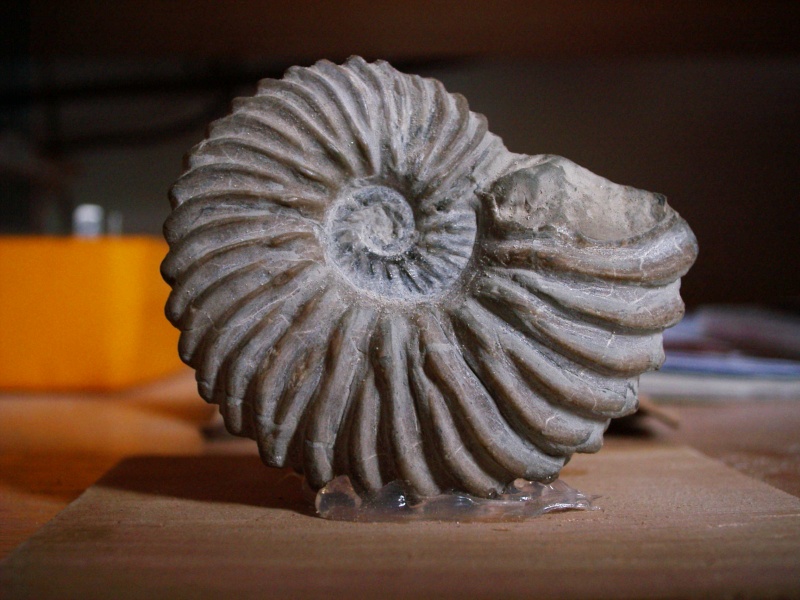 ammonite -  HOPLITE DENTATUS COUSTOUGE (11 AUDE) Hoplit10