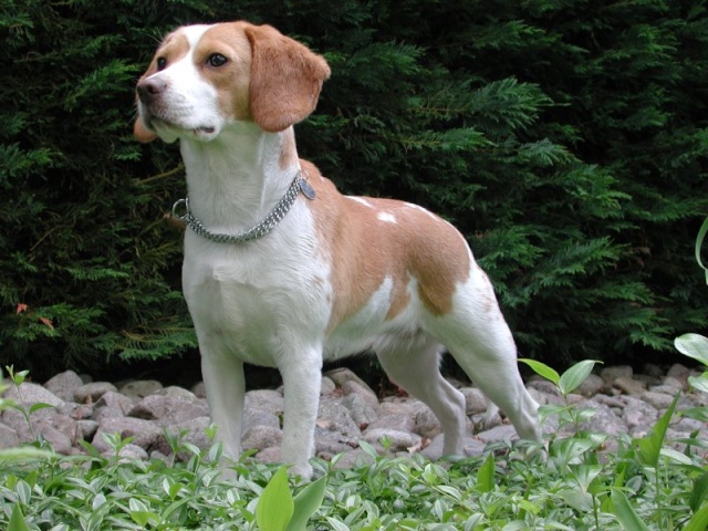 Sekilas Mengenai Beagle Dog_be10