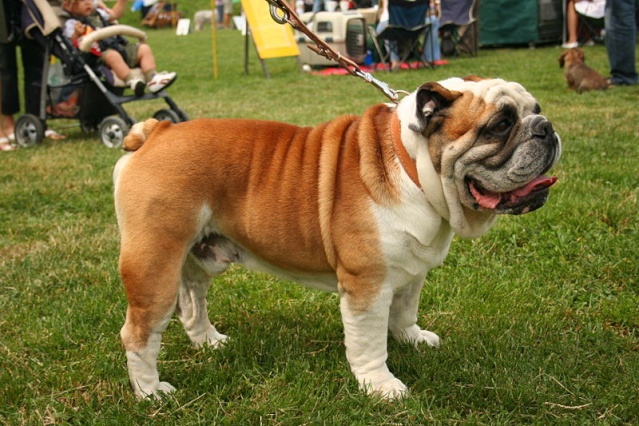 Sekilas Mengenai British Bulldog Dog_bu11