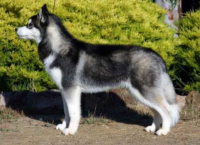 Sekilas Mengenai Siberian Husky Dog_si10