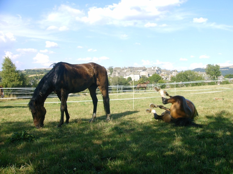 SOUVENIRS D'UNE RANDO DANS LE CANTAL 2005 Imag0022