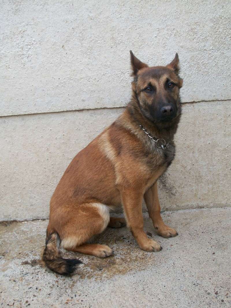 FLAMME (croisée malinoise) 00518