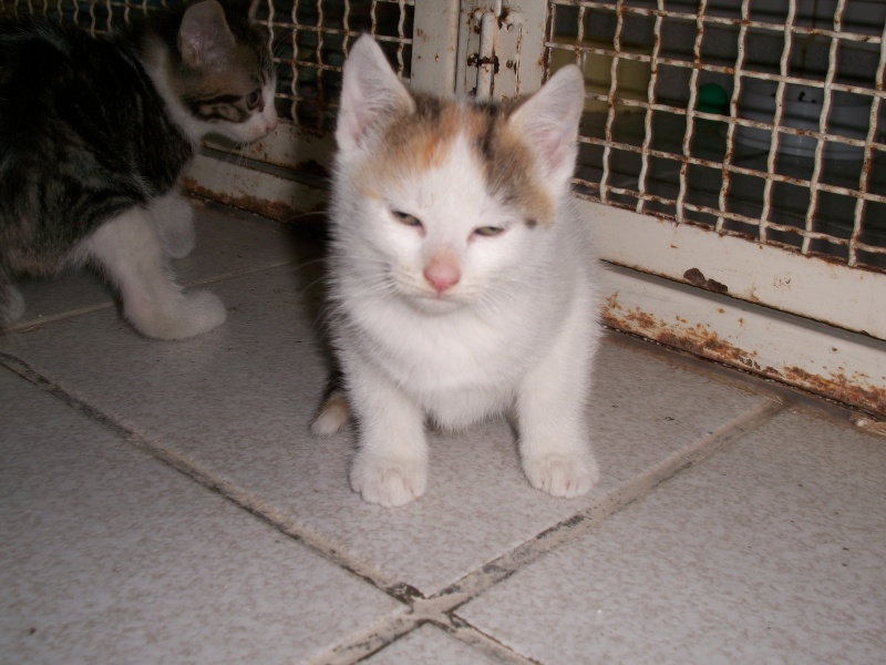 SHANONE (chaton femelle) 01221