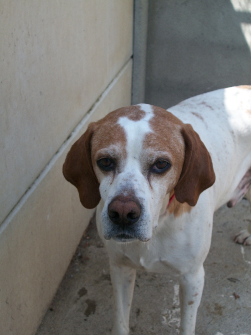 BARNEY (croisé pointer) 01515