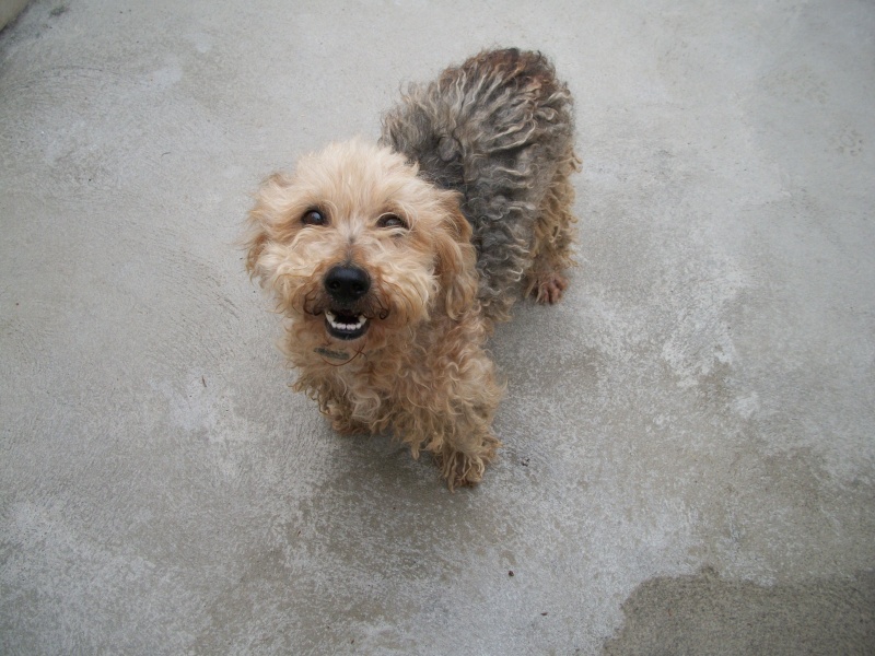 SCOTT (croisé york/caniche) 02617