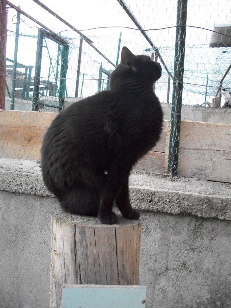 Mitaine (chatte noire) 02911