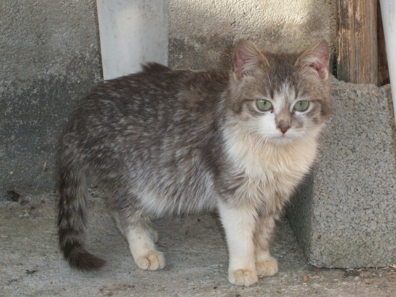 Rosalie (chaton grise et blanche) 03010