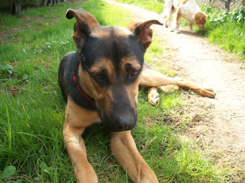 AÏTON (croisé berger allemand mâle) 03413