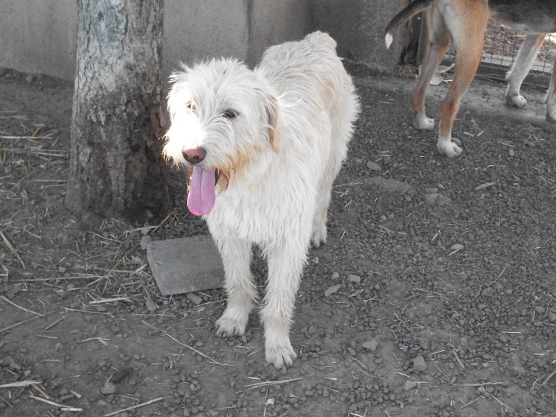 DENVER  -  croisé Griffon  4 ans (3 de refuge) -  SOS  ANIMAUX DU  BROC  (63) 4_mois51