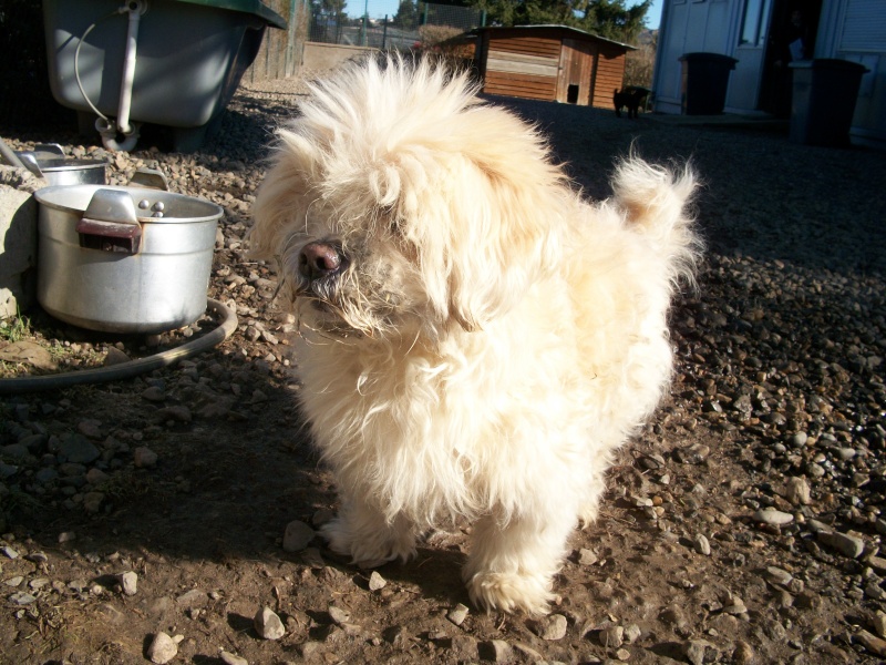 Odéo (bichon) 5_05710