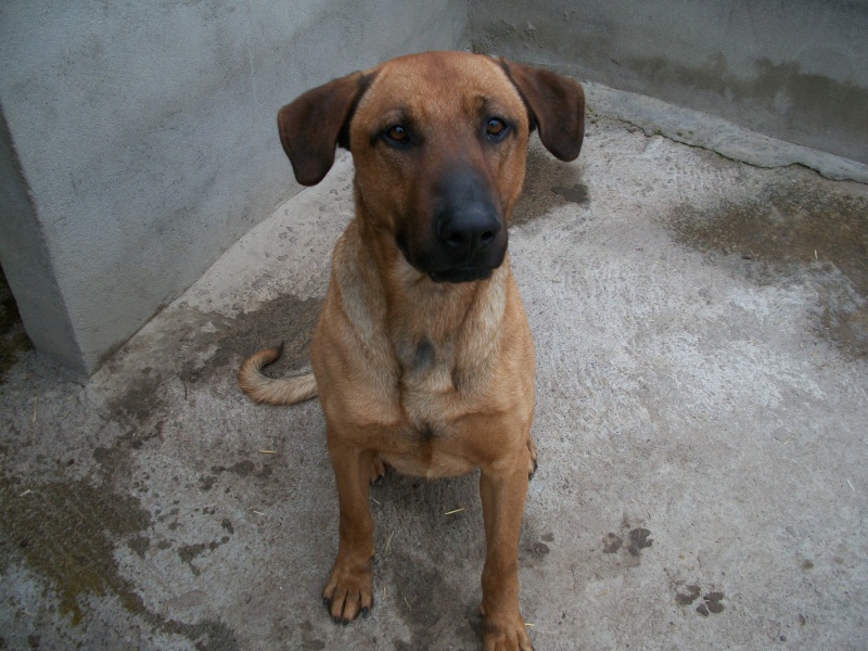 BOUBA (croisé malinois) 7_04410