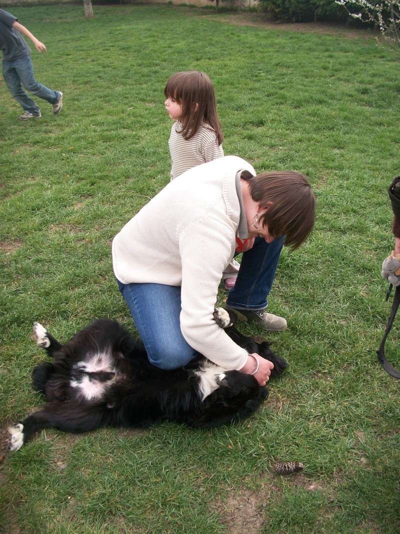 DALTON (mâle croisé border collie) Réservé Annif_24